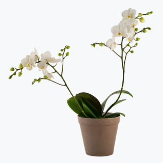 To-grenet multiflora orkidé med passende potte